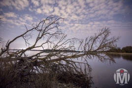 Fallen Tree - HDR - Bissel Cove - North Kingstown, RI